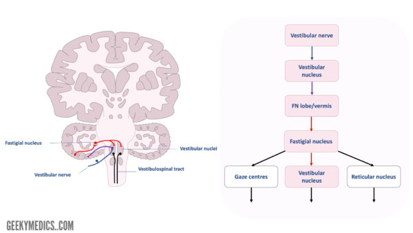 Figure 3. Vestibulocerebellar connections. The reticular nuclei and reticulospinal tract have been omitted to simplify the diagram.Figure 3. Vestibulocerebellar connections. The reticular nuclei and reticulospinal tract have been omitted to simplify the diagram.