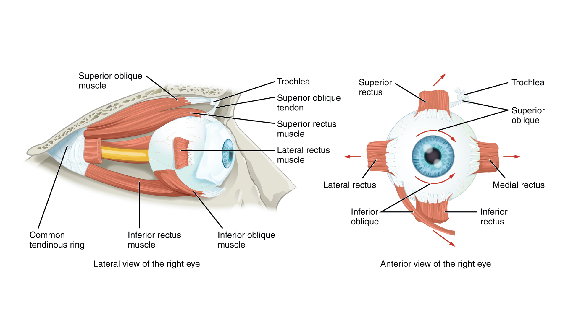 Extraocular Muscles Of The Eye