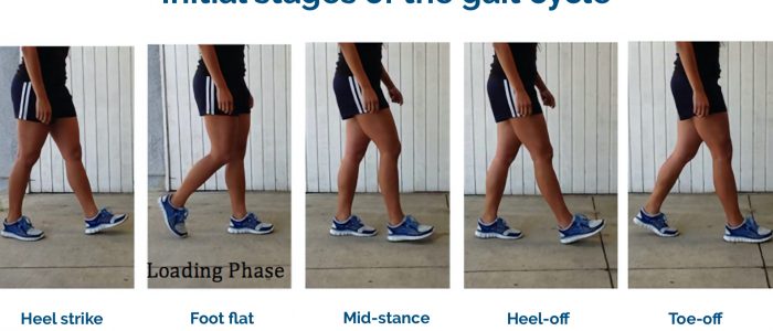 Stages of the gait cycle