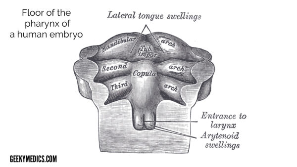 Tongue embryology