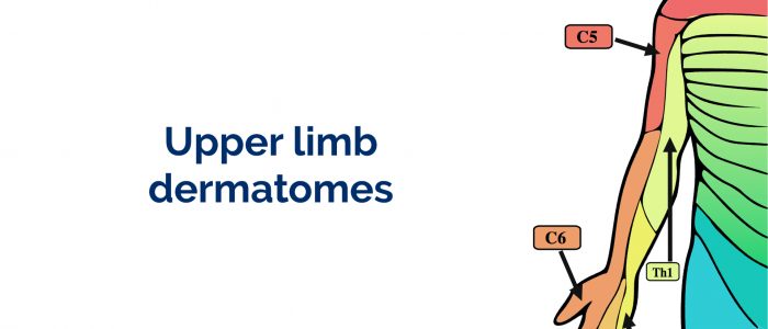 Upper limb dermatomes