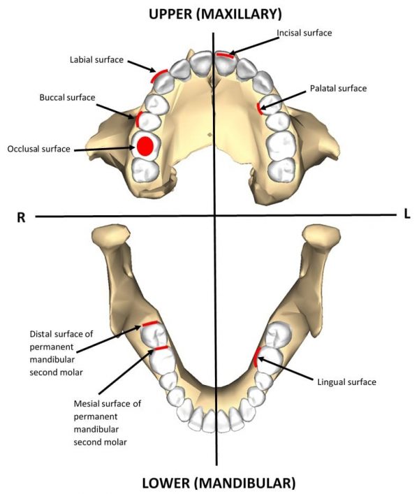 Tooth surface anatomy