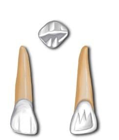 Maxillary incisor