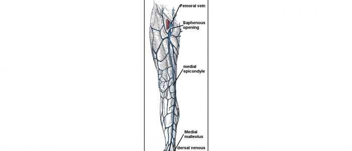 Great saphenous vein