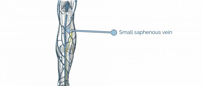 Small saphenous vein