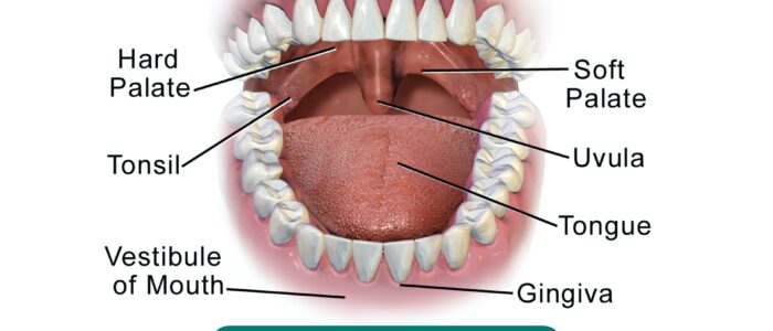 Anatomy of the oral cavity