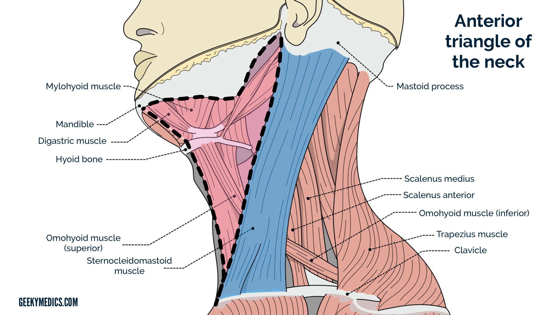 neck diagrams 2 free download