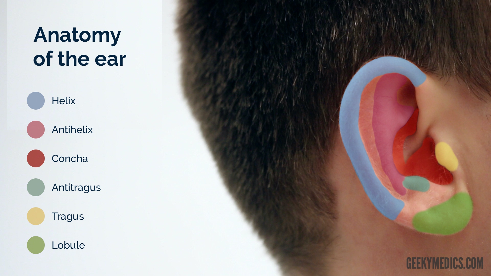 Tragus Ear Anatomy