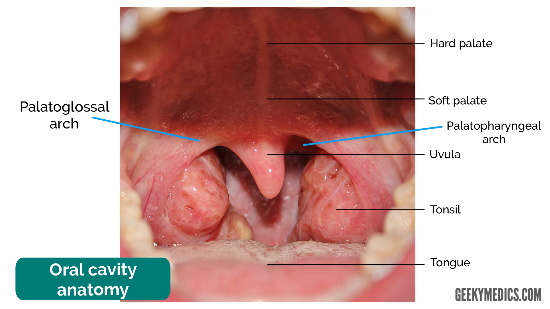 labial mucosa anatomy