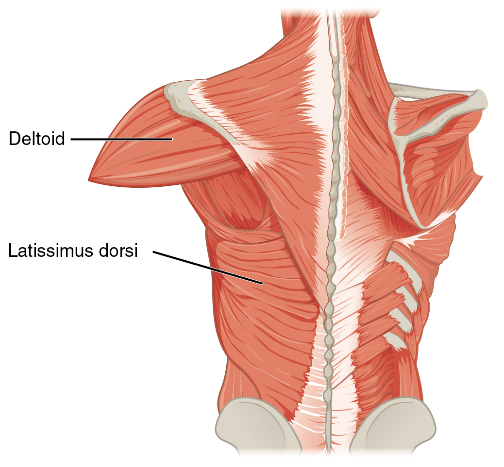 shoulder joint muscles anatomy