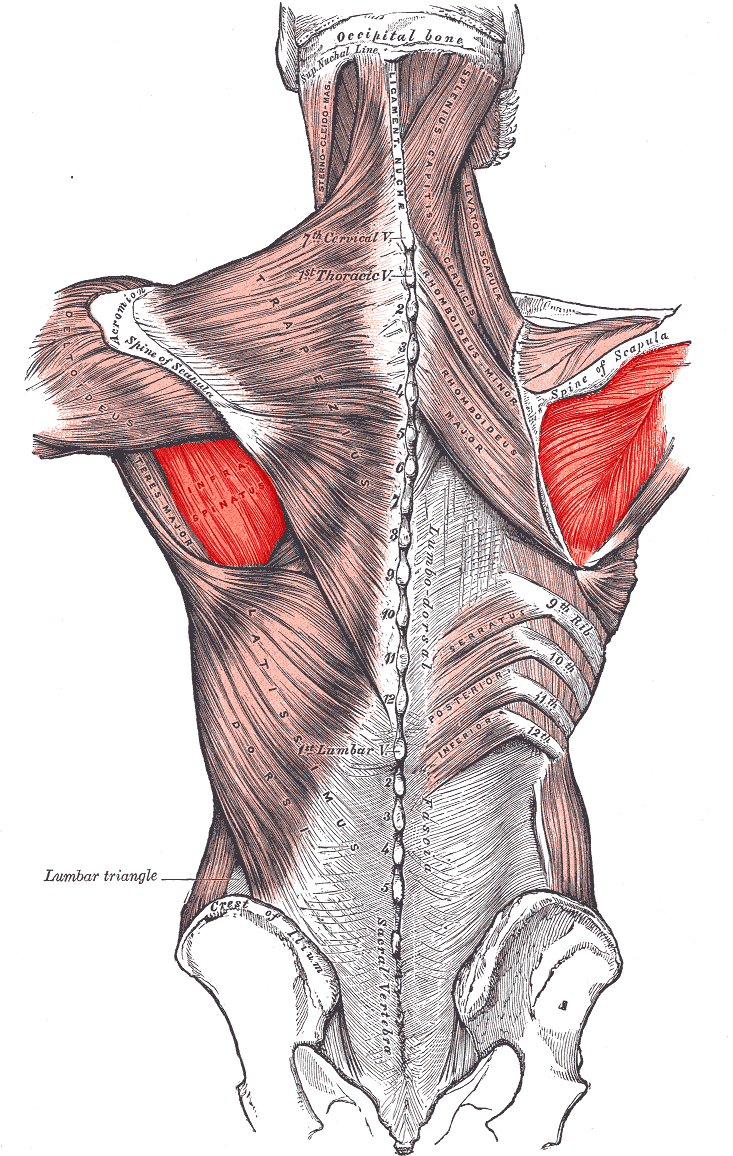 Shoulder Joint, Bones, Ligaments, Muscles
