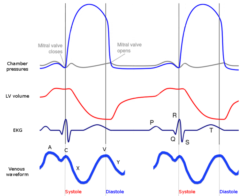 Jugular Venous Pressure (JVP) | Measurement | Waveforms | Geeky Medics