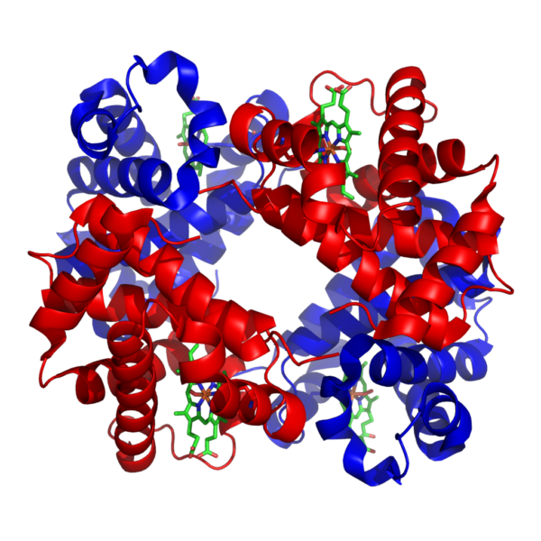Haemoglobin structure