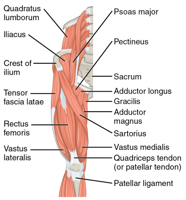 Muscles of the anterior thigh
