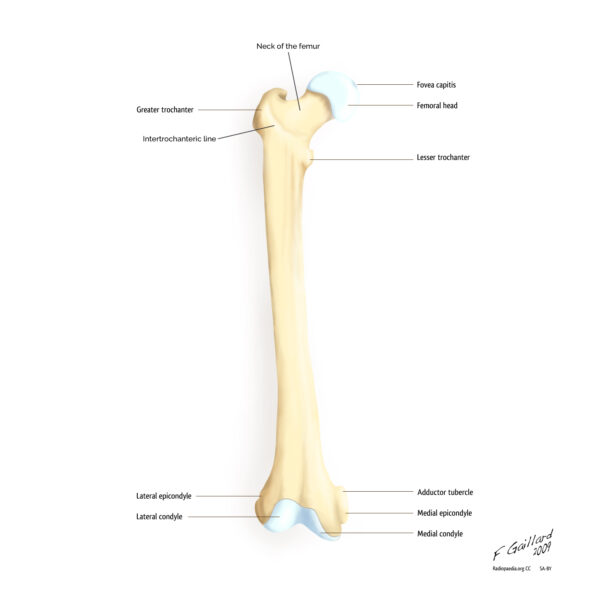 Anterior view of the right femur