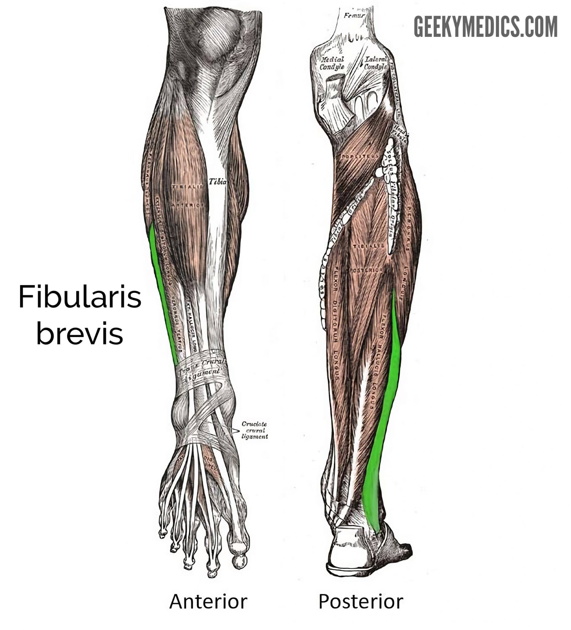 Bones of the Lower Limb – Anatomy & Physiology