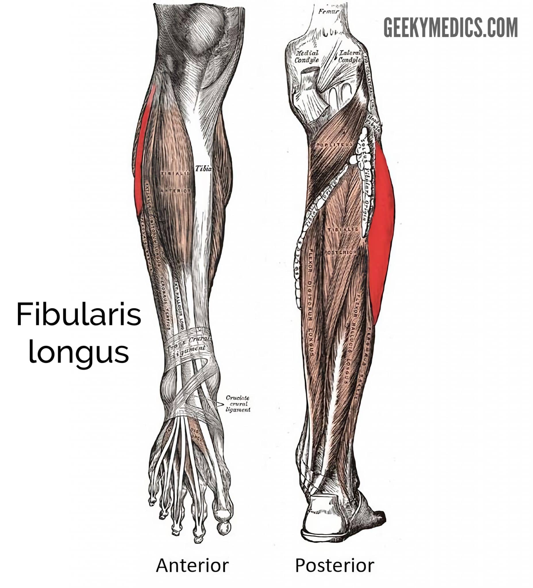 Anatomy: Upper Leg Muscles Diagram