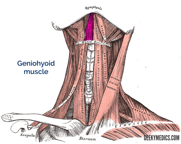 Geniohyoid muscle