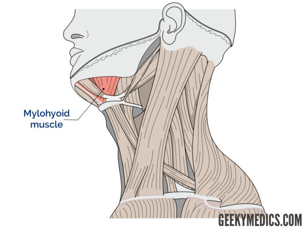 Mylohyoid muscle