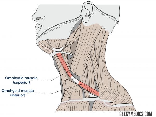Omohyoid muscle