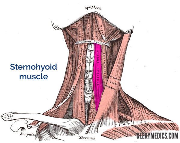 Sternohyoid muscle