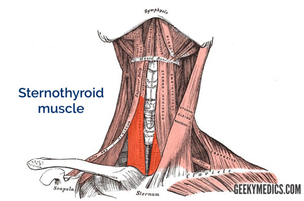 Sternothyroid muscle
