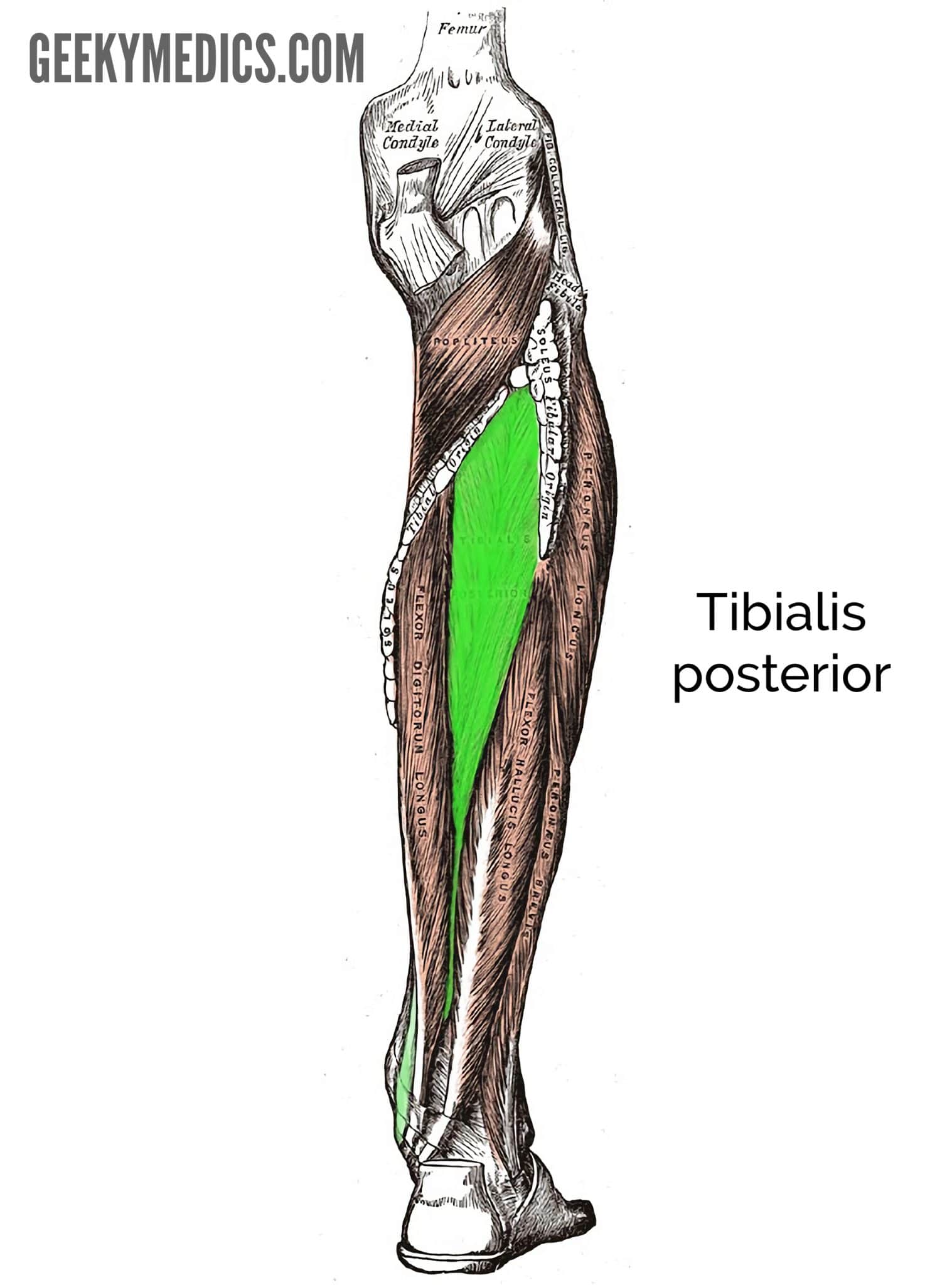 Anatomy of the Left Lower Leg