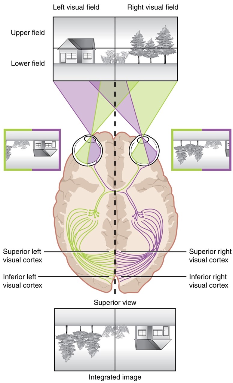 Visual Pathway and Visual Field Defects | Geeky Medics