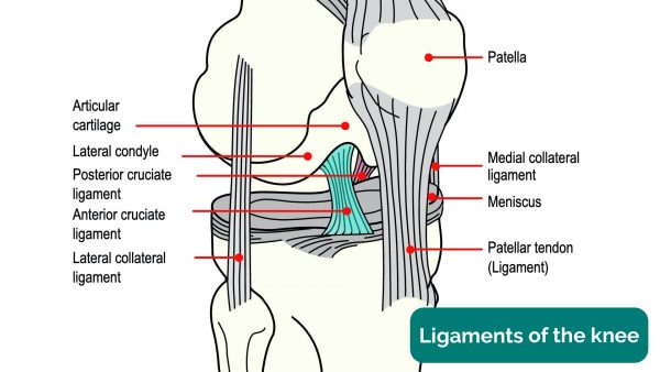 Cruciate ligaments of the knee