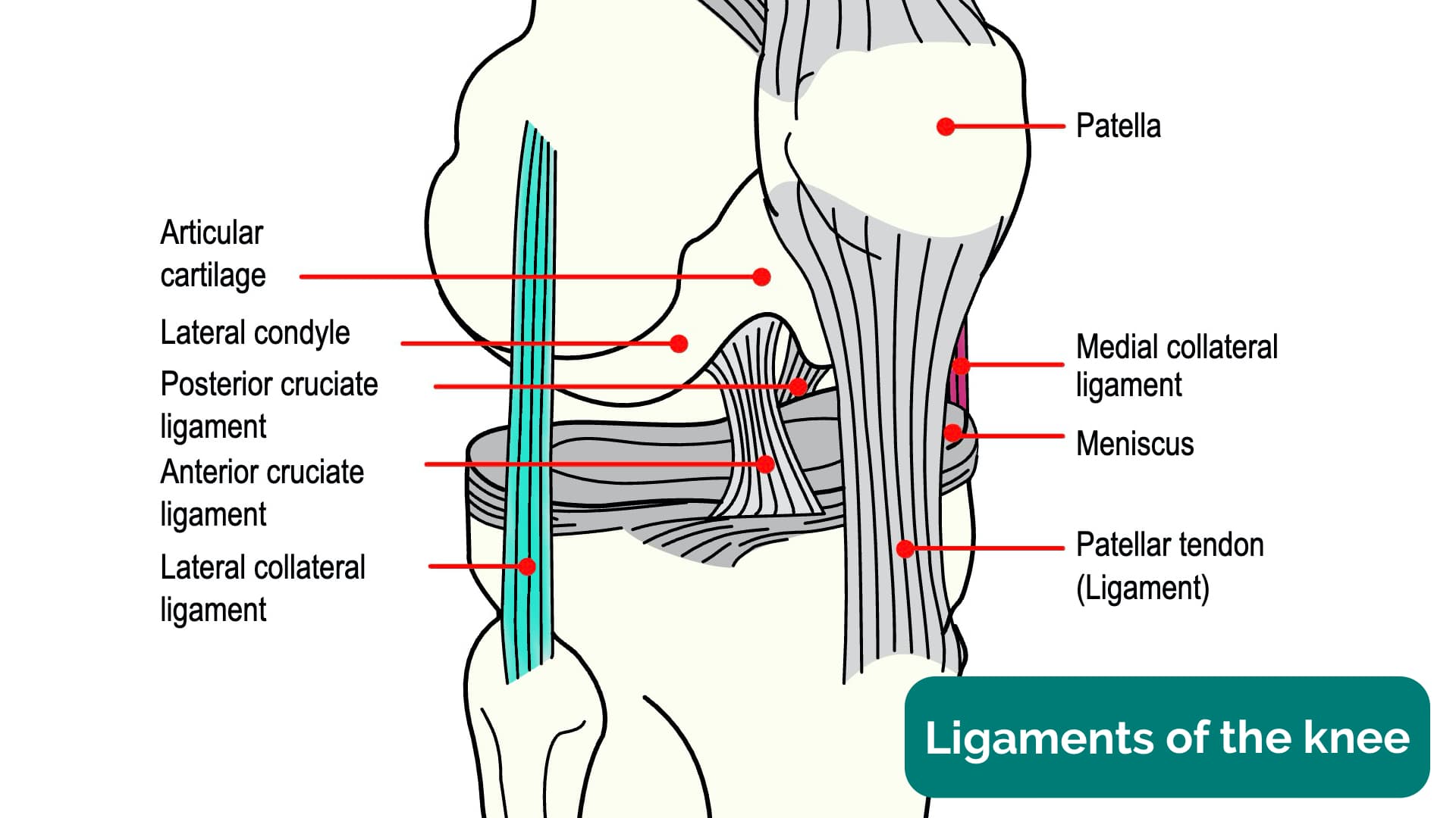 Simple illustration of normal knee joint - Stock Illustration [78263906] -  PIXTA