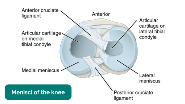 Menisci of the knee joint