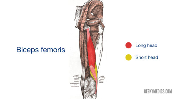 Biceps femoris muscle