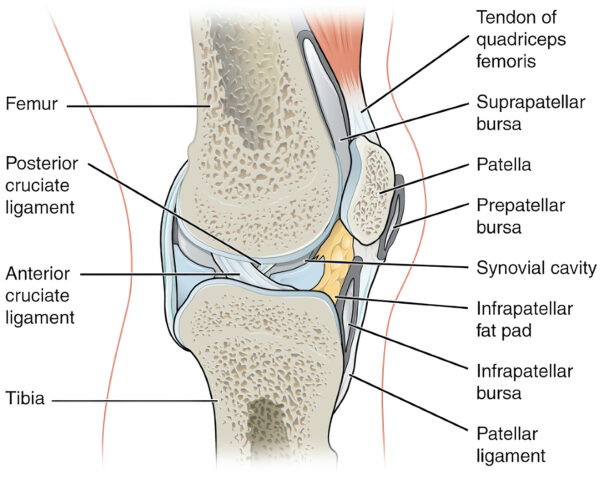 Ligaments and bursae of the knee joint