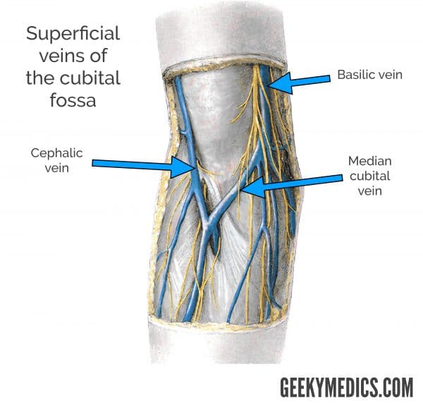 Superficial veins of the cubital fossa