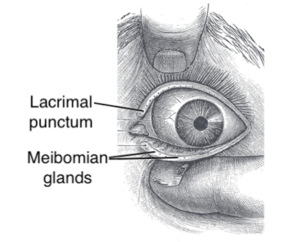 Eyelid anatomy relevant to eyelid disorders