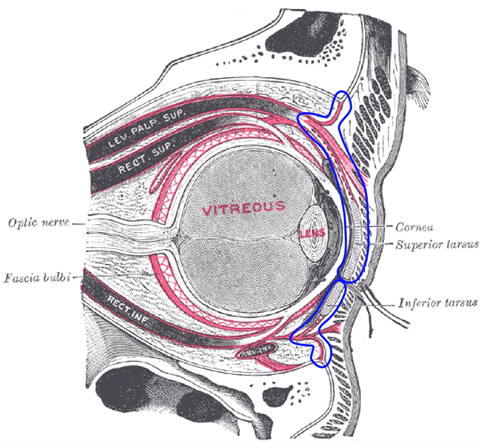 Anatomy relevant to Orbital and Peri-orbital Cellulitis