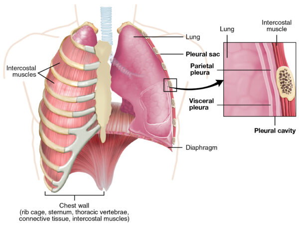 Anatomy of the chest wall and pleural membranes relevant to a pleural effusion