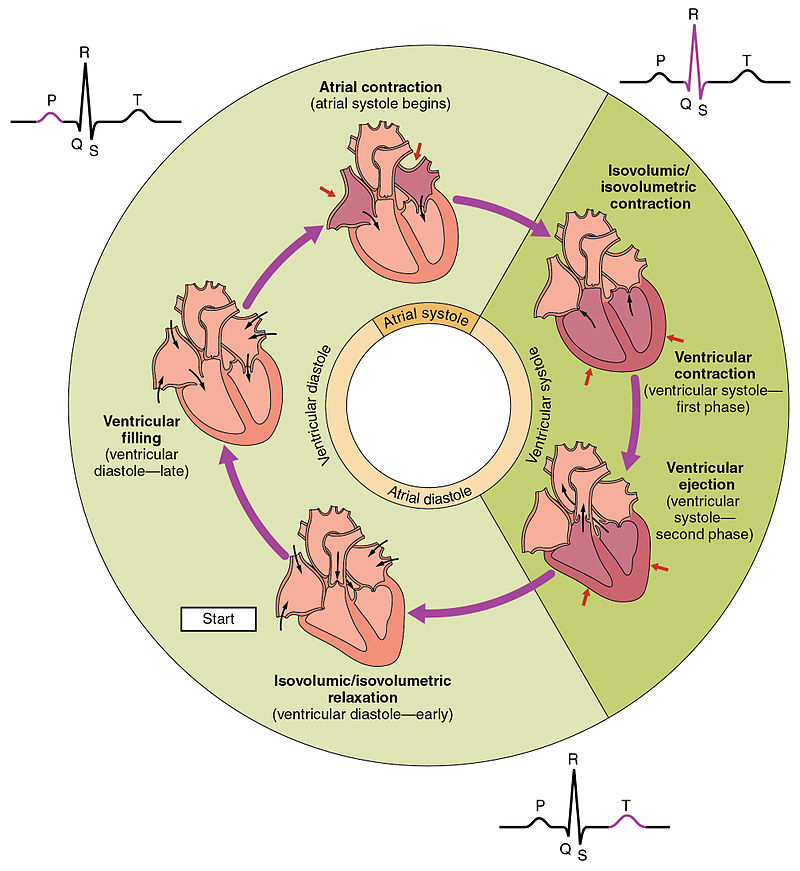 Heart Murmurs Clinical Features Geeky Medics