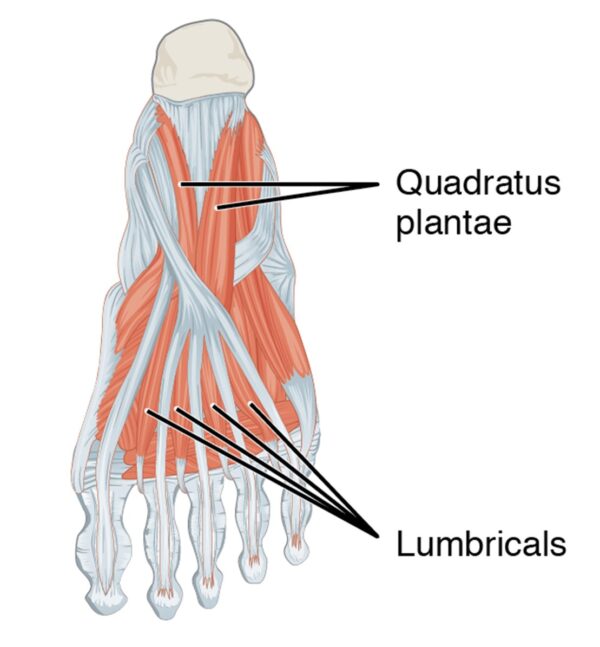 Intermediate muscles of the left sole (plantar view)