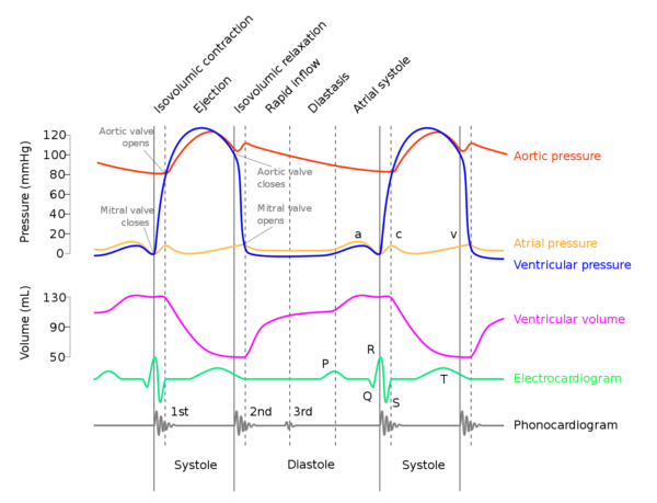 A Wiggers diagram showing the events of the cardiac cycle