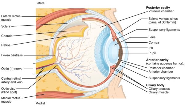 anatomy of retina