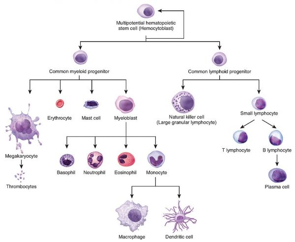 An overview of haematopoiesis related to Acute Myeloid Leukaemia