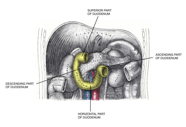  Location of the duodenum and its four parts, in relation to the pancreas.