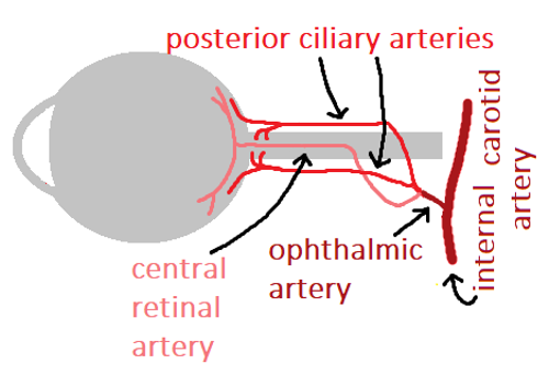 Illustration of the blood supply to the eye, all of which arises from the internal carotid artery