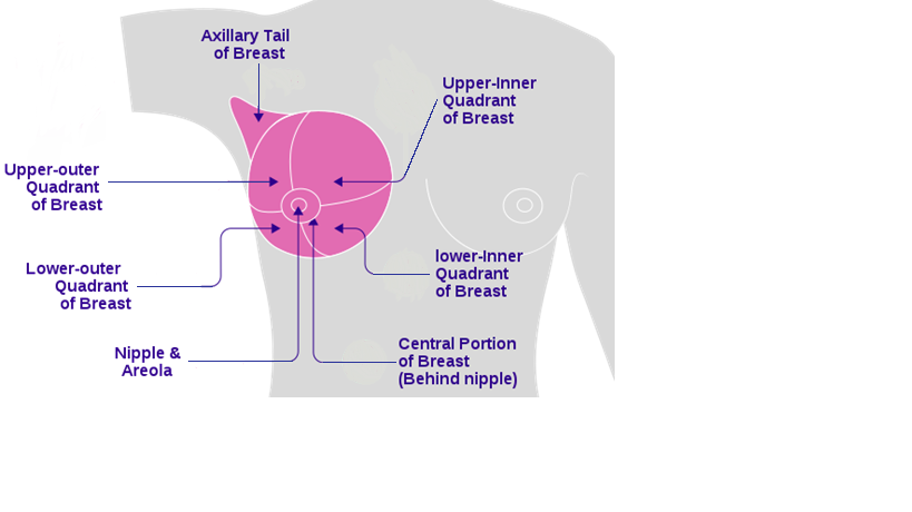 Breast quadrants definition: Upper-Outer (UOQ), Upper-Inner (UIQ)