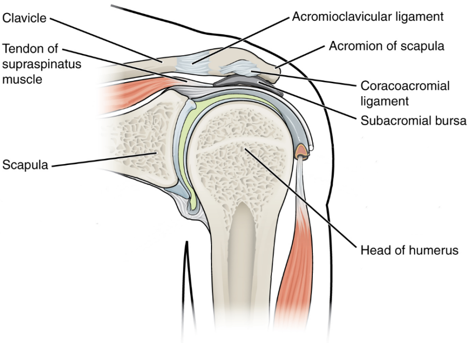 Subacromial Impingement Syndrome Overview Geeky Medics