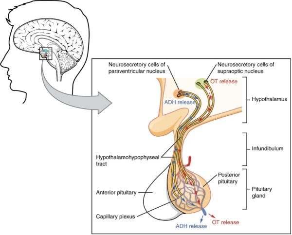 Posterior pituitary