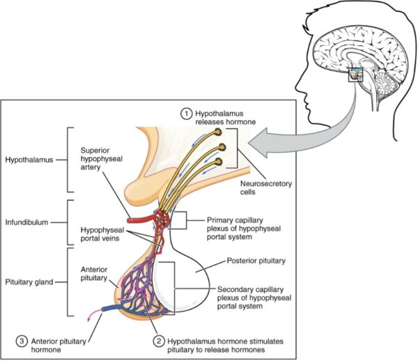 The anterior pituitary