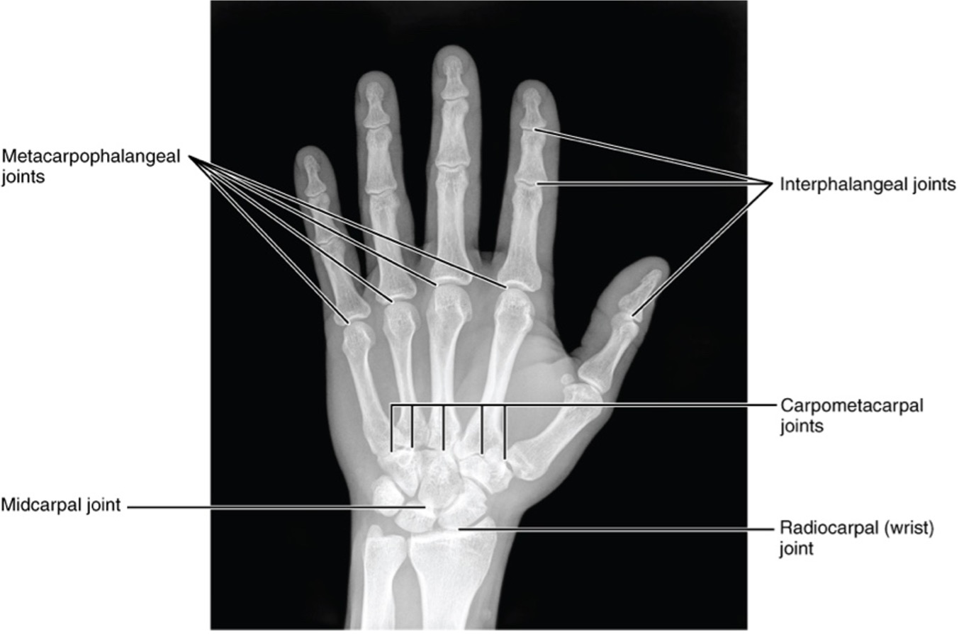 Wrist Joint | Anatomy, Bones, Carpal Tunnel | Geeky Medics