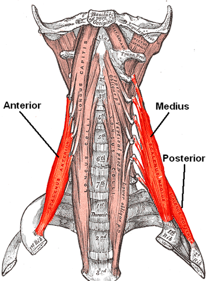 Scalene muscles cut diagram